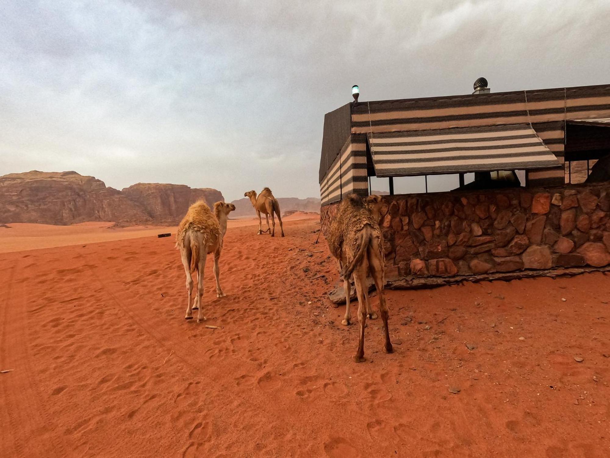 فندق Stargazing Camp & Tours وادي رم المظهر الخارجي الصورة
